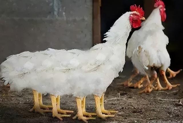 一只鸡就俩爪子，为何天天都有大量鸡爪出售？卖鸡老板道出了来源
