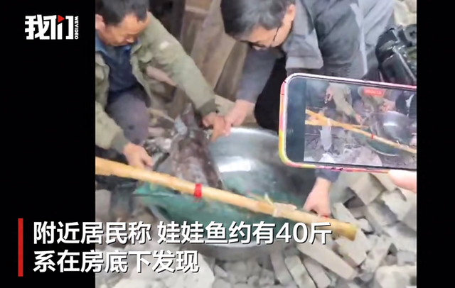 湖南一民房拆迁时惊现一条40斤重娃娃鱼！居民：在房底下发现，已放生