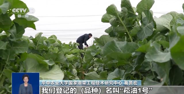 “板蓝根青菜”您吃过吗？它是菜还是药呢？来看揭秘