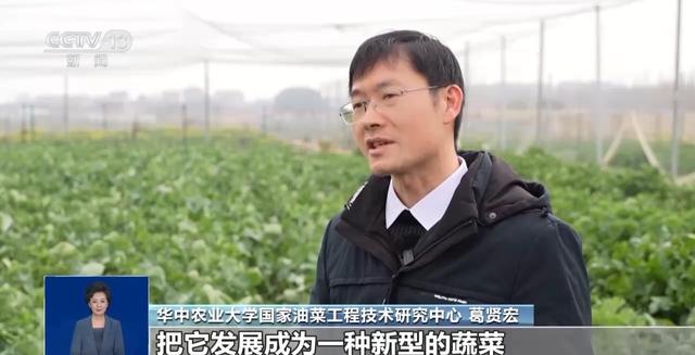 “板蓝根青菜”您吃过吗？它是菜还是药呢？来看揭秘