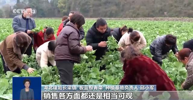 “板蓝根青菜”您吃过吗？它是菜还是药呢？来看揭秘
