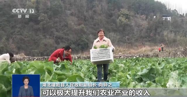 “板蓝根青菜”您吃过吗？它是菜还是药呢？来看揭秘