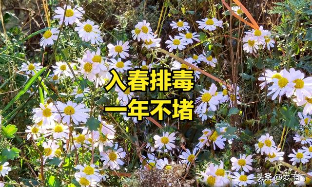 “入春排毒，一年不堵”，多吃3种排毒食材，养肝排毒，精力充沛