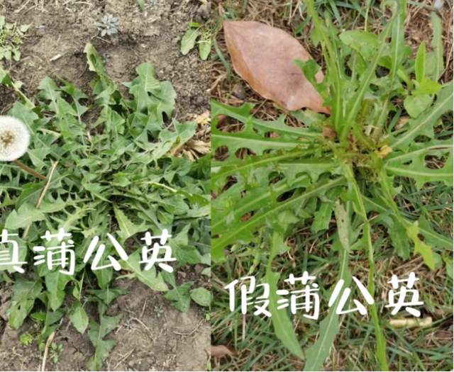 自带“青霉素”的菜，医生建议：春天经常吃，提高免疫力少生病！