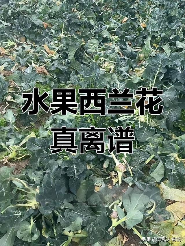 央视曝光“5大水果骗局”，越看越恶心，难怪老百姓身体越吃越差