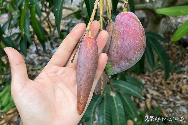 水果也塌了，央视曝光6大“水果骗局”，越看越害怕，别再踩坑了