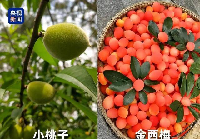 水果也塌了！央视曝光4大“假水果骗局”，越看越害怕，还敢吃吗