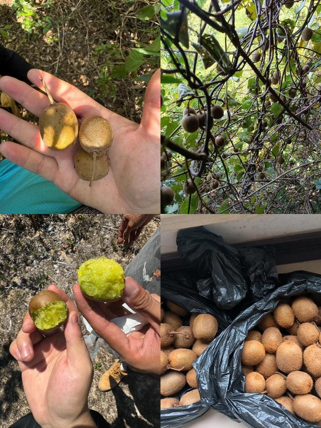 水果也塌了！央视曝光4大“假水果骗局”，越看越害怕，还敢吃吗