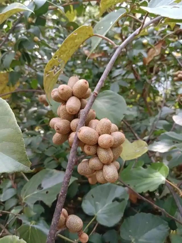 水果也塌了！央视曝光4大“假水果骗局”，越看越害怕，还敢吃吗