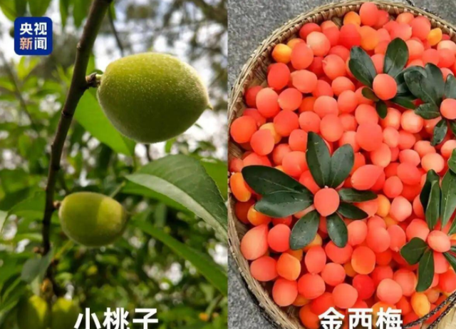 水果也塌了！央视曝光4大“假水果骗局”，越看越害怕，还敢吃吗