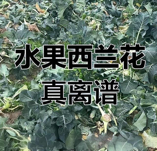 水果也塌了，央视曝光5大“水果骗局”，越看越害怕，别再踩坑了