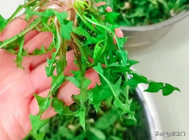 春天，“肝”最喜欢这4种菜，当季鲜嫩，养肝明目，包饺子真香啊