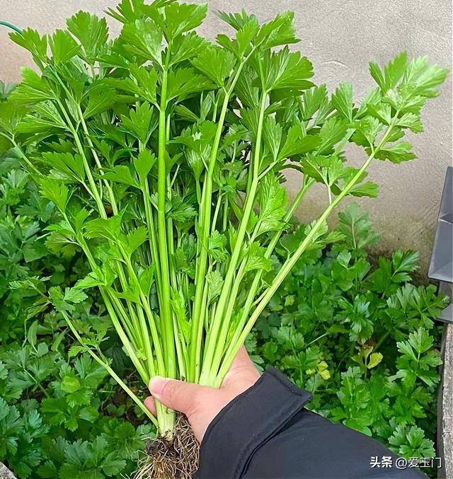 春天，“肝”最喜欢这4种菜，当季鲜嫩，养肝明目，包饺子真香啊