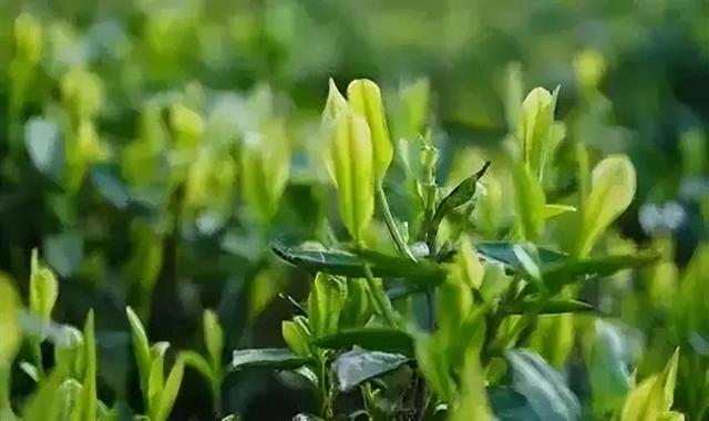 红茶和绿茶，哪个对身体更好？医生给出了答案，你喝对了吗？