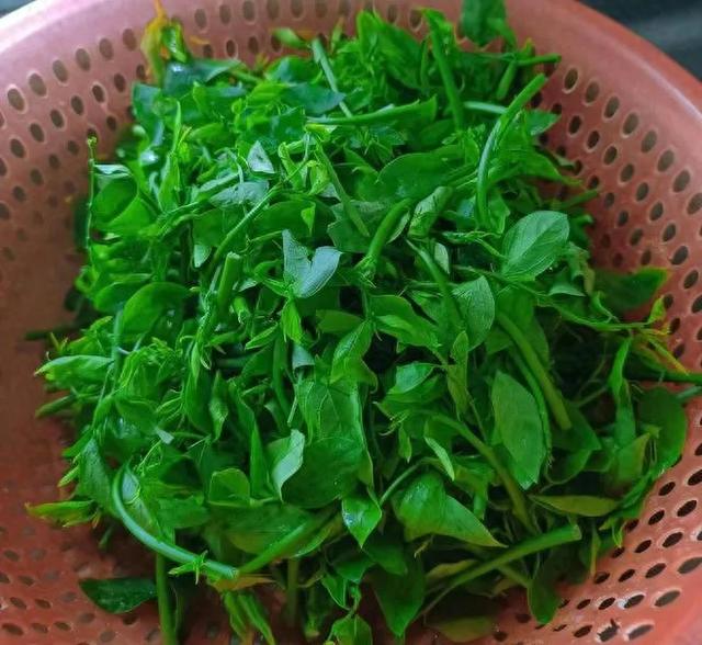 4月这菜使劲吃！一清热解毒、二护眼、三清肝，当季鲜嫩别不懂吃