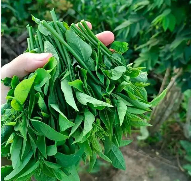 4月这菜使劲吃！一清热解毒、二护眼、三清肝，当季鲜嫩别不懂吃