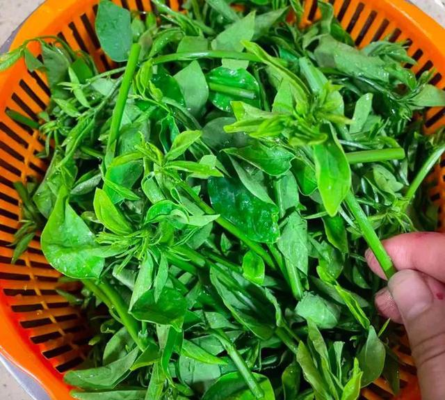 4月这菜使劲吃！一清热解毒、二护眼、三清肝，当季鲜嫩别不懂吃