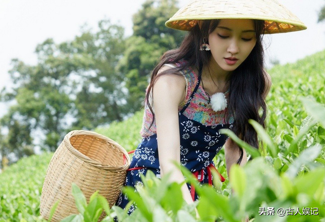 刷爆热搜的“浙江采茶女”变乱，曝光了当下社会多少高高在上的人