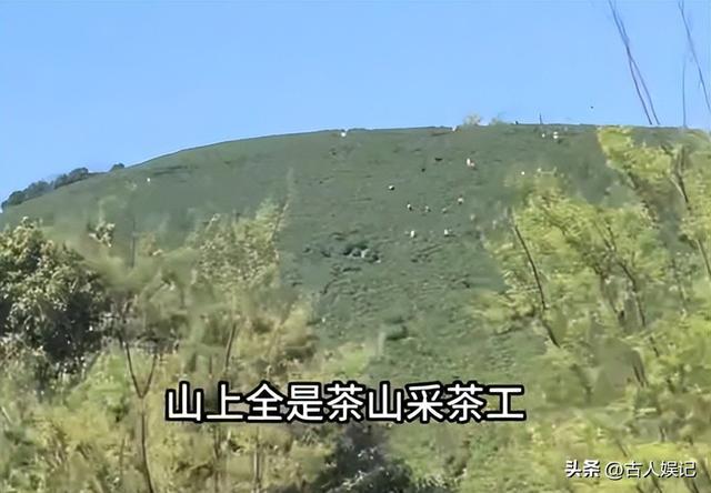刷爆热搜的“浙江采茶女”变乱，曝光了当下社会多少高高在上的人