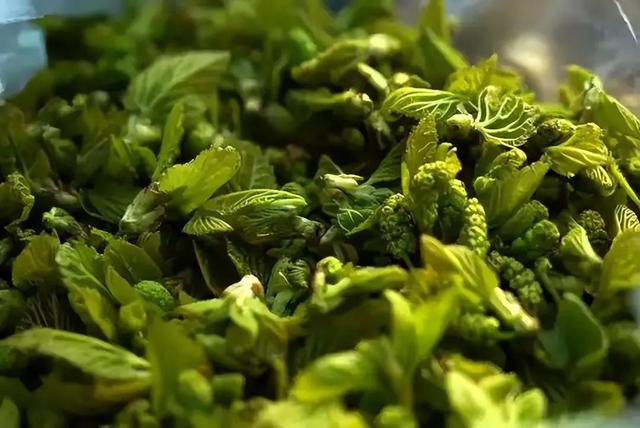 不是迷信！春天6种“野菜”容易致癌，请转告家人朋侪：千万别碰