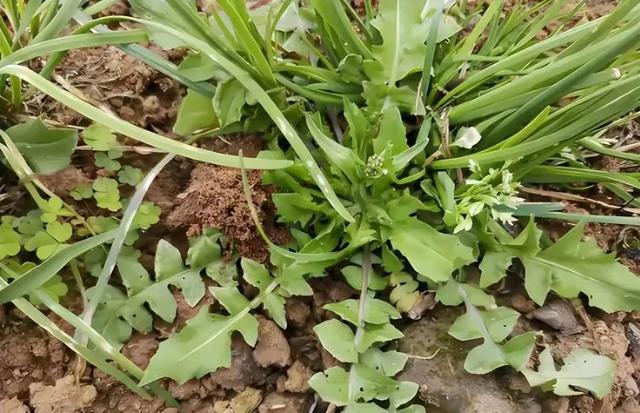 不是迷信！春天6种“野菜”容易致癌，请转告家人朋侪：千万别碰