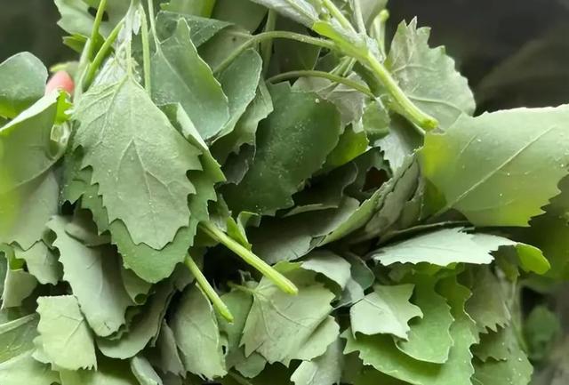 不是迷信！春天6种“野菜”容易致癌，请转告家人朋侪：千万别碰