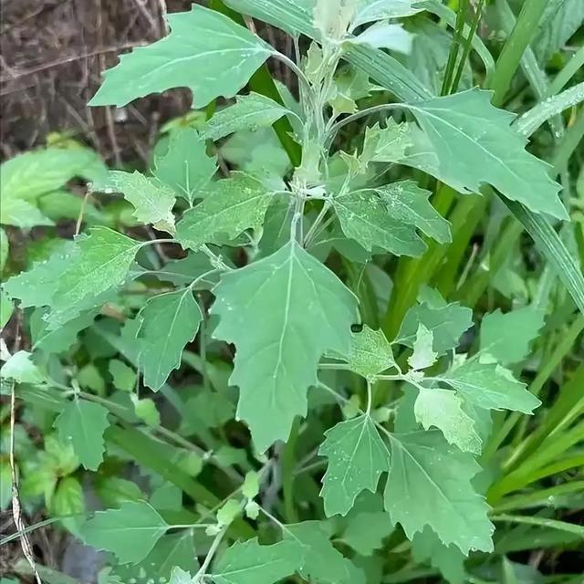 不是迷信！春天6种“野菜”容易致癌，请转告家人朋侪：千万别碰