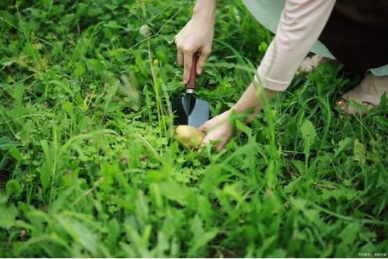 弗成
迷信！春天6种“野菜”轻易致癌，请转告家人朋友：千万别碰