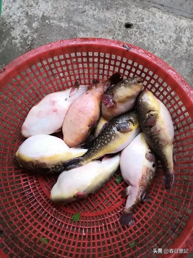 含剧毒无解药！这种东西不克不及
吃，高温烹煮也无用，误食极年夜
概死亡