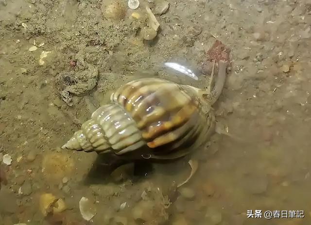 含剧毒无解药！这种东西不克不及
吃，高温烹煮也无用，误食极年夜
概死亡