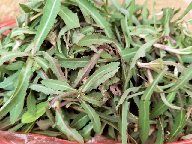 这菜满身是宝，却常被人“嫌弃”，比荠菜还营养，错过再等一年！