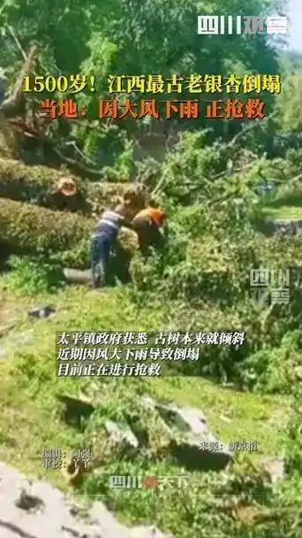 一夜之间！江西1500岁银杏树轰然倒塌，村民心疼，专家正在救济