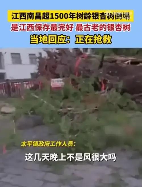 一夜之间！江西1500岁银杏树轰然倒塌，村民心疼，专家正在救济