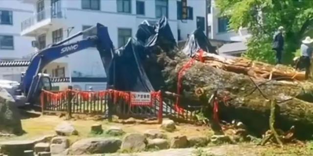 一夜之间！江西1500岁银杏树轰然倒塌，村民心疼，专家正在救济