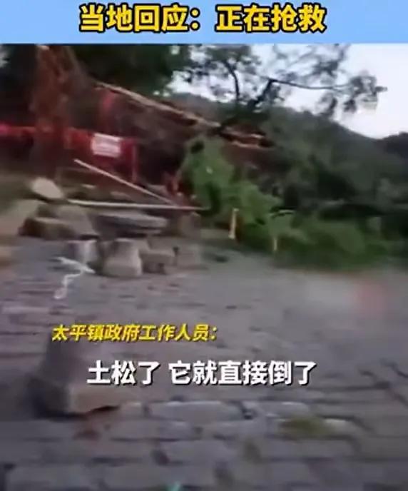 一夜之间！江西1500岁银杏树轰然倒塌，村民心疼，专家正在救济