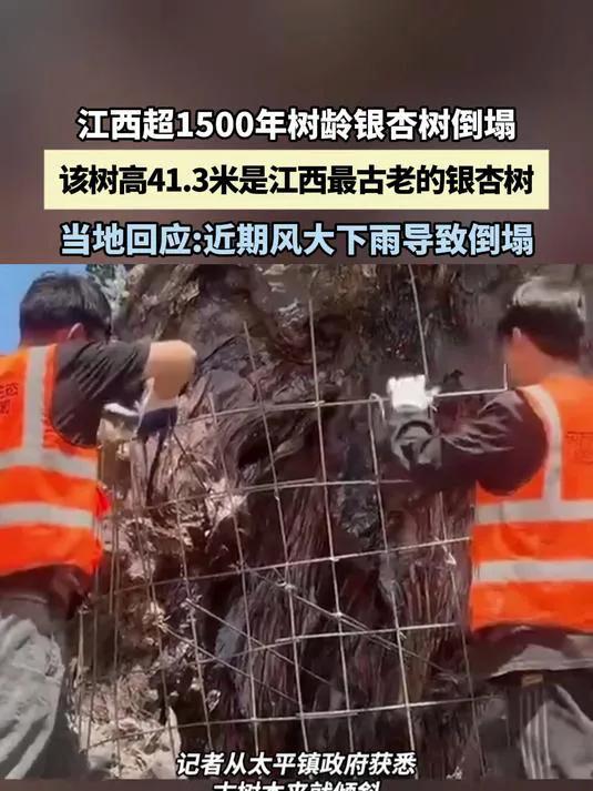 一夜之间！江西1500岁银杏树轰然倒塌，村民心疼，专家正在救济