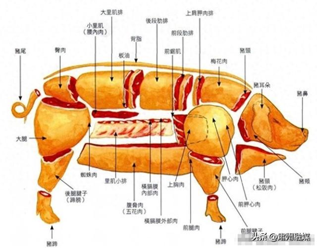 猪身上最好吃的肉排行，梅花肉倒数第一，里脊肉排第2，建议了解