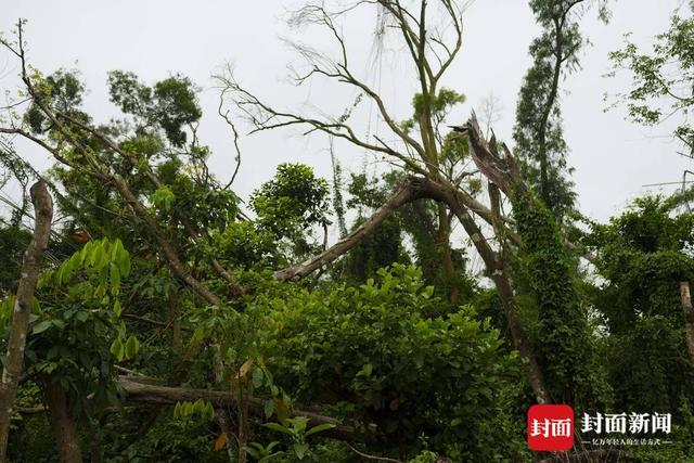 2025年1号台风“蝴蝶”或将生成，多位专家复盘“摩羯”风灾的应对经验