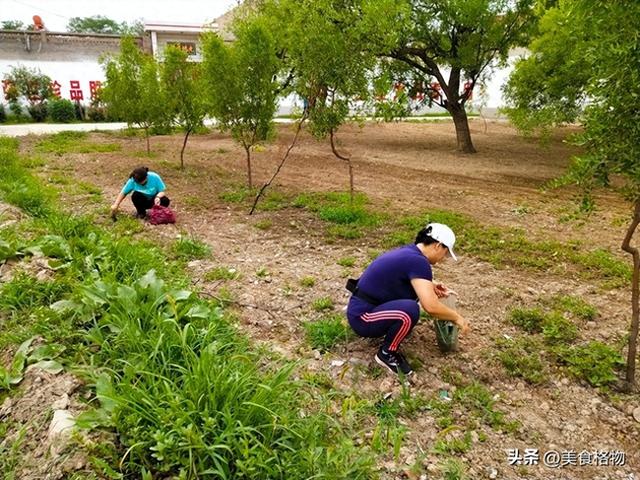 车前草是个宝，很多人都不知道有什么用，看完长见地了