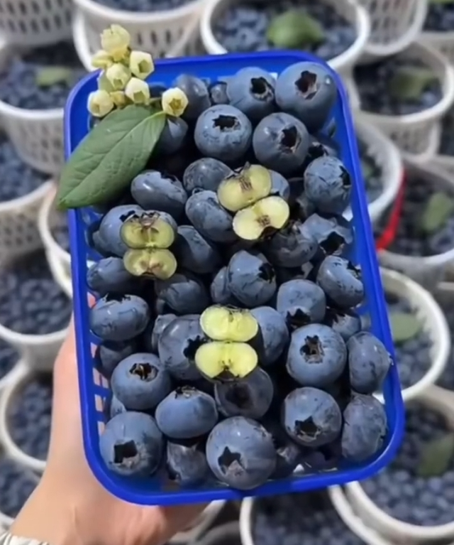 上热搜！这种生果
“肚脐眼”有霉菌？网友：每天都吃