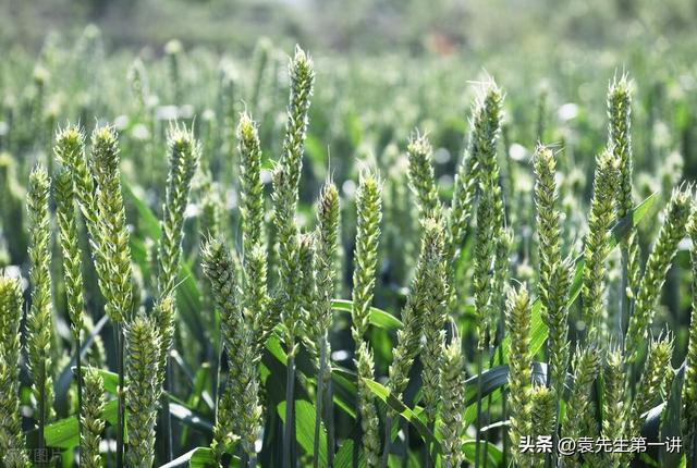 本日立夏，白叟
说最怕“立夏一日雨”，立夏下雨有啥预兆？早了解