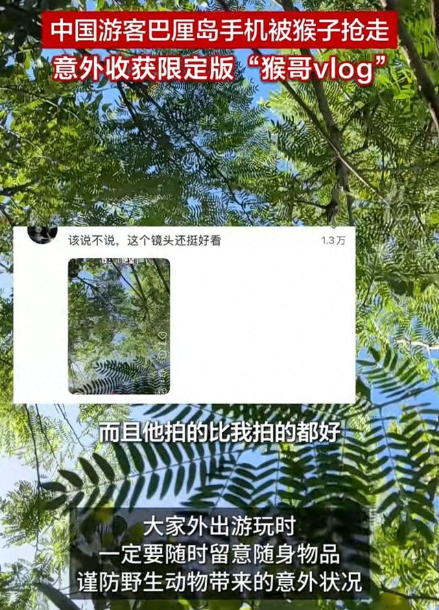 中国游客
巴厘岛手机被猴子抢走，奔向几乎90度的绝壁
下方，意外
收获“猴哥vlog”