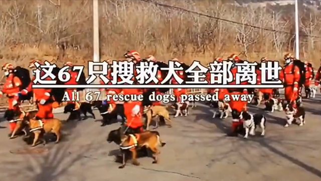 “5.12”汶川地动17周年祭，67只搜救犬已全体
离世