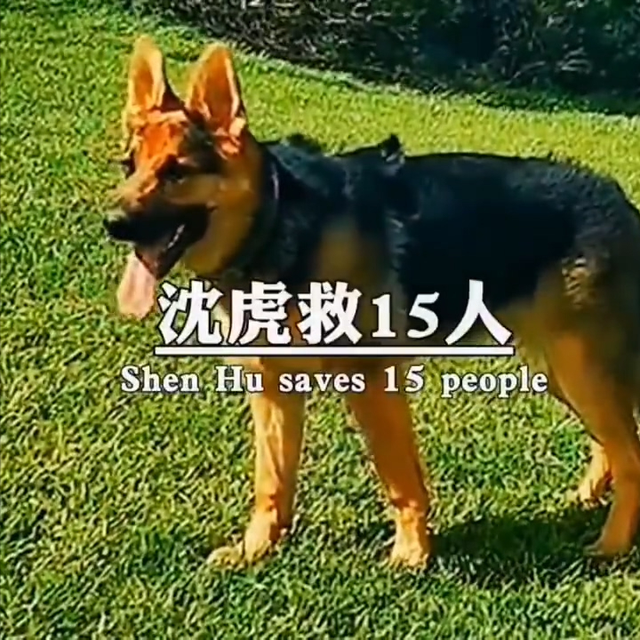 “5.12”汶川地动17周年祭，67只搜救犬已全体
离世