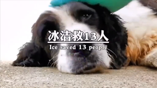 “5.12”汶川地动17周年祭，67只搜救犬已全体
离世