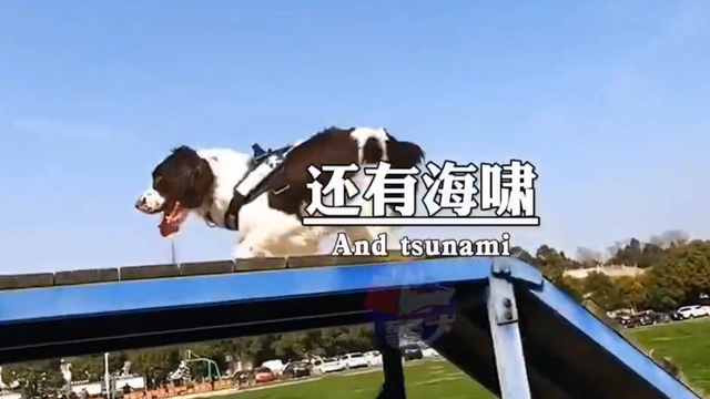 “5.12”汶川地动17周年祭，67只搜救犬已全体
离世