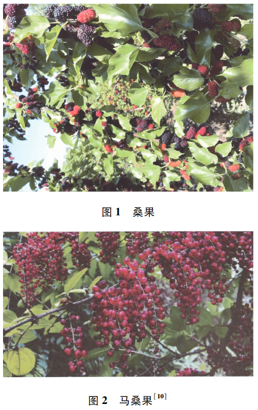 一口爆汁！维生素 C 是蓝莓的 4 倍，被誉为“21 世纪最佳保健水果”，现在吃恰好