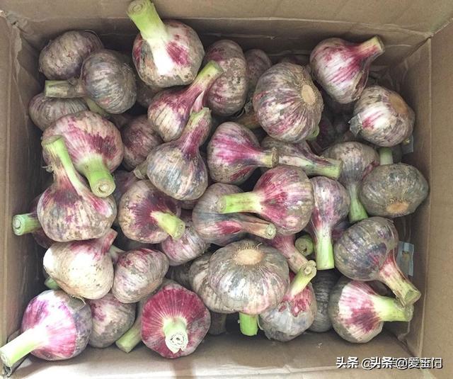 腌糖蒜，最忌只放糖和醋，牢记1放2法门，糖蒜甜喷鼻
多汁，越嚼越脆