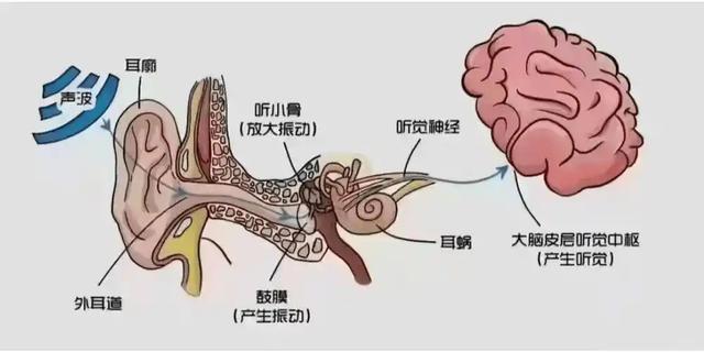 新冠再抬头？可能不发烧！提醒
：出现5个症状，这些人需谨防
逝世
守
