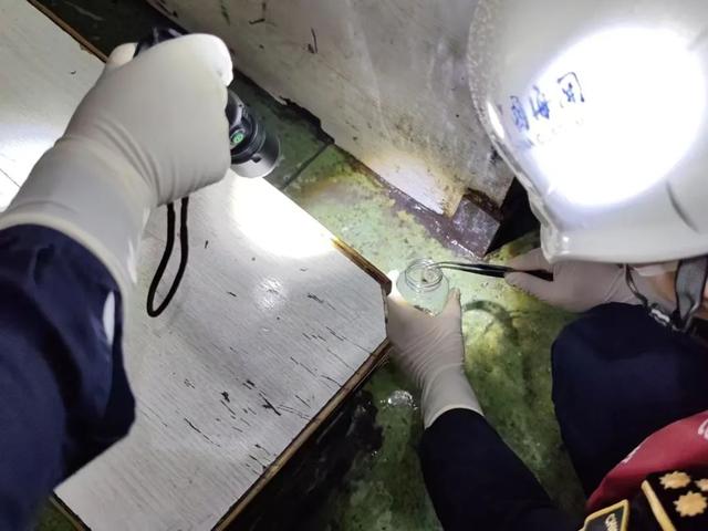 深圳年夜
鹏海关截获2万多只德国甲由
 是环球性入陵犯虫 一对成虫可年滋生
40万只子女